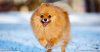 lively-and-adorable-breed-gets-along-with-others-no-hl-fb.jpg