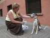 Beth___whippet_Barc05.jpg