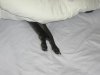 050705_bed_whippet_2.jpg