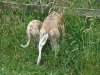 Sunday_walk_to_Reservoir_020_K__Bums.jpg
