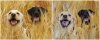 Collage wheat field dogs.jpg