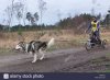 ascot-uk-19th-march-2017-sleddog-racing-in-swinley-forest-ascot-the-HWB7G1.jpg