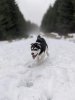 running in the snow.jpg