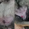 Pupbellies.webp