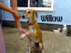 Willow.gif