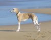 Beau_standing_in_the_sand.JPG