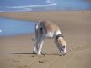 beautiful_shot_of_Beau_sniffing_sand.JPG