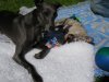 220805_Day_2_Lola_and_Josie_on_the_rug.jpg