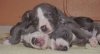 sophie_puppies_002_redux.jpg