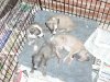 Pups_at_nearly_5_weeks_004a.jpg