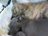 210805_lola_and_kushi_5_sleeping.jpg