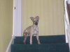 210905_lola_on_the_stairs.jpg