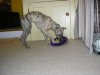 061005_lola_with_frisbee.jpg