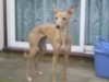 Whippets_5_011.jpg