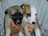 pups_001.jpg