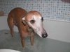 Zephyr_bath_2005.jpg