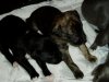 pups_011.jpg