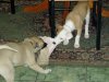 pups_033.jpg