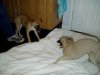 pups_DEBS_009.jpg