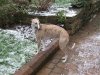 Snow_after_boxing_005_k9_1.jpg