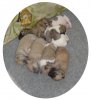 pups_11_days_2.JPG