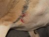 Wound_k9_1.jpg