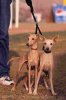 low_res__Italian_Greyhounds__Chack___Lilly_.jpg