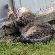 willowtigger