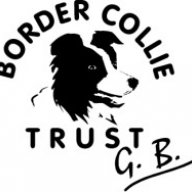 bordercollietrustgb