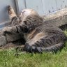 willowtigger
