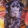 Sarah k9s