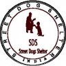 Street dog shelter