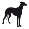Greyhound Mum