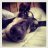 Lurcherlad2