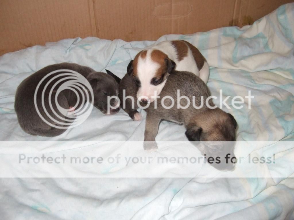 mylittlebabys031.jpg