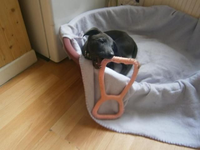 Penny9.jpg