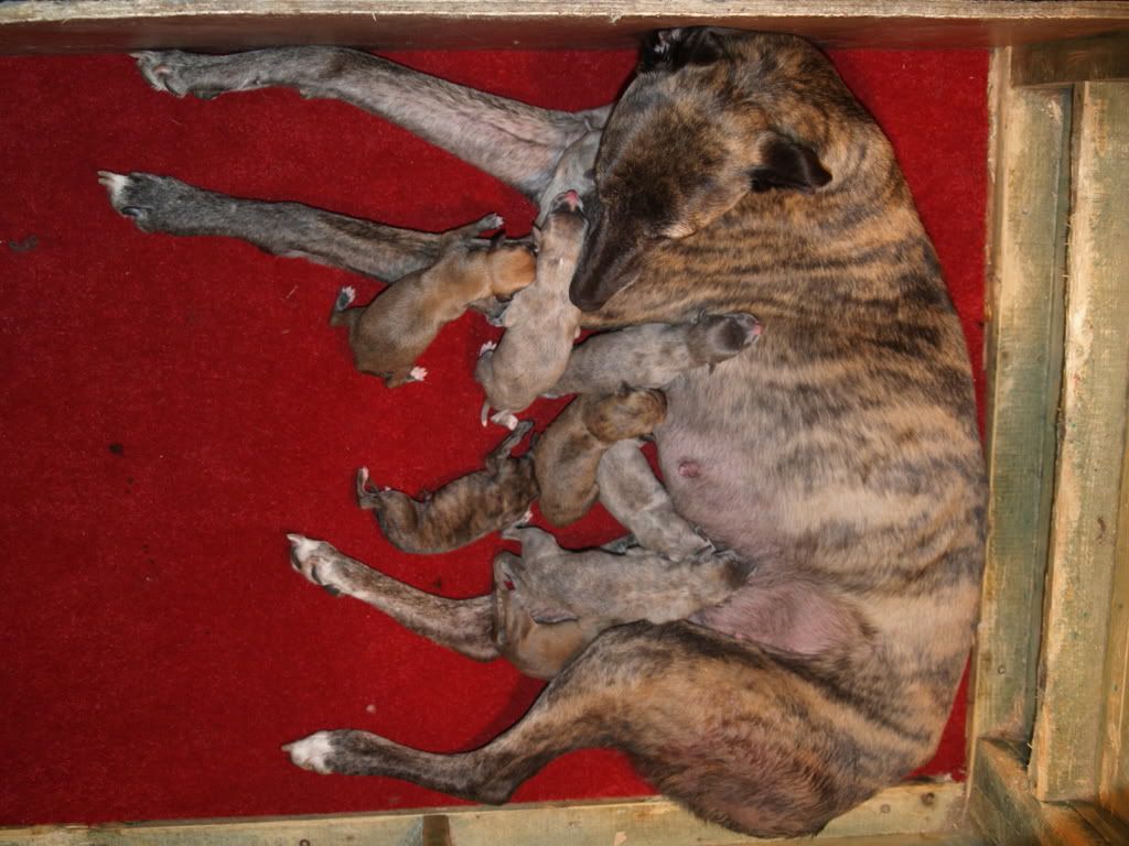 Taraspupsborn071007003.jpg