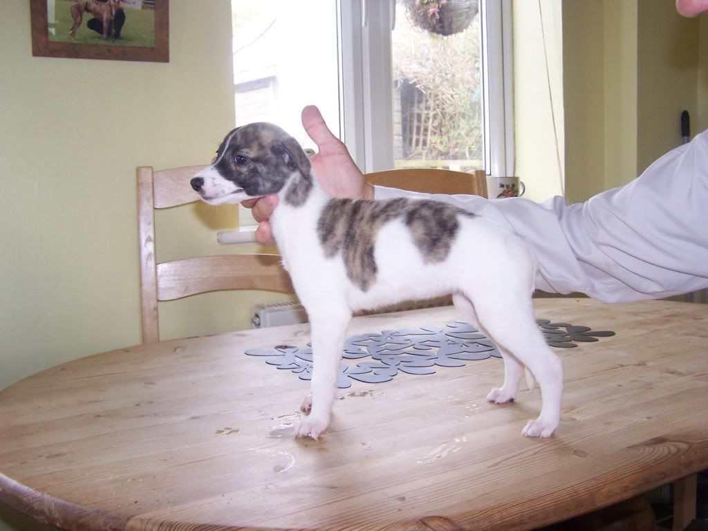 ballyspot7weeks001.jpg