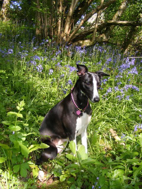 Bluebellinbluebells2009005.jpg