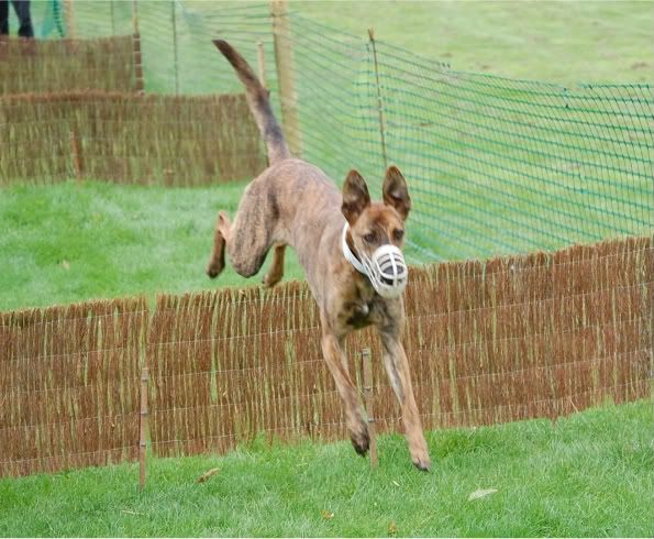 hurdles7.jpg