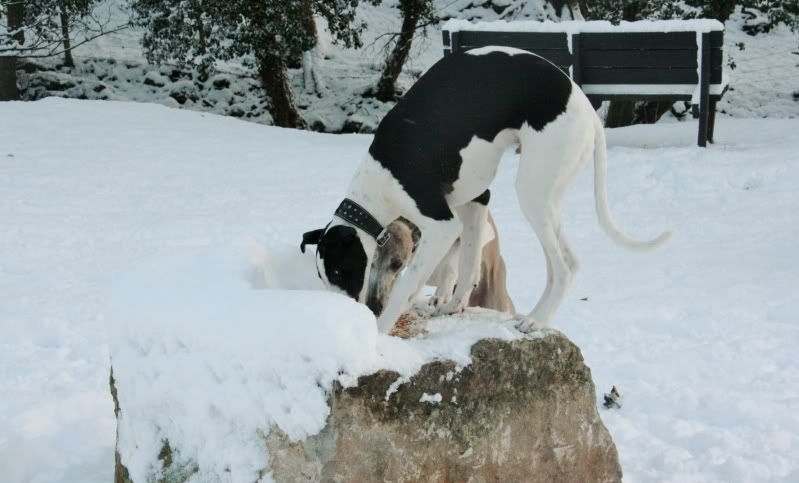 Evennmoresnow27112010008.jpg