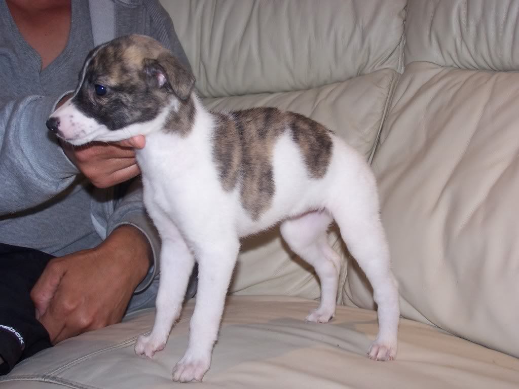 abbeypupssixweeksold009.jpg