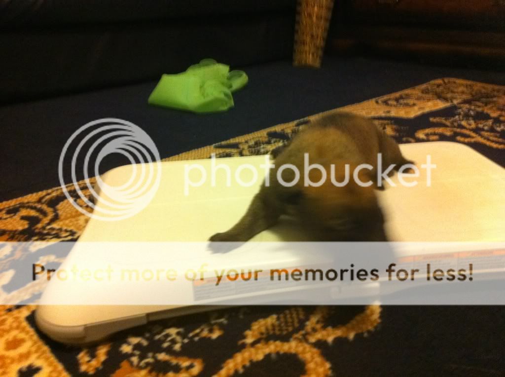 lyndonspup002.jpg