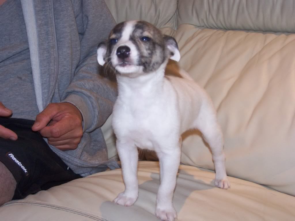abbeypupssixweeksold019.jpg