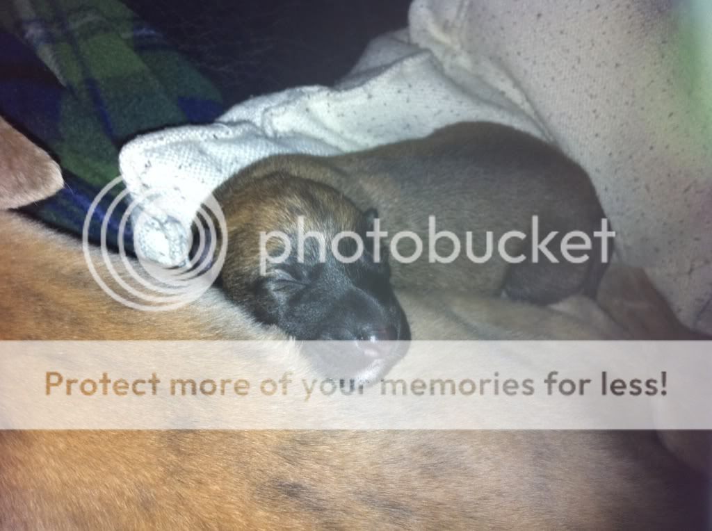 lyndonspup006.jpg