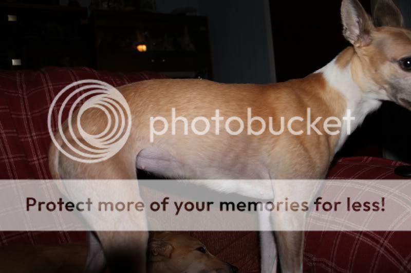 tanzyinpup.jpg