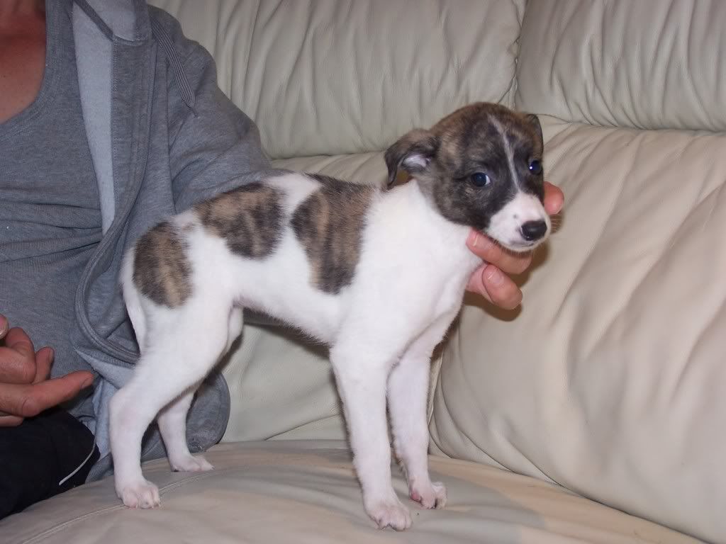 abbeypupssixweeksold010.jpg