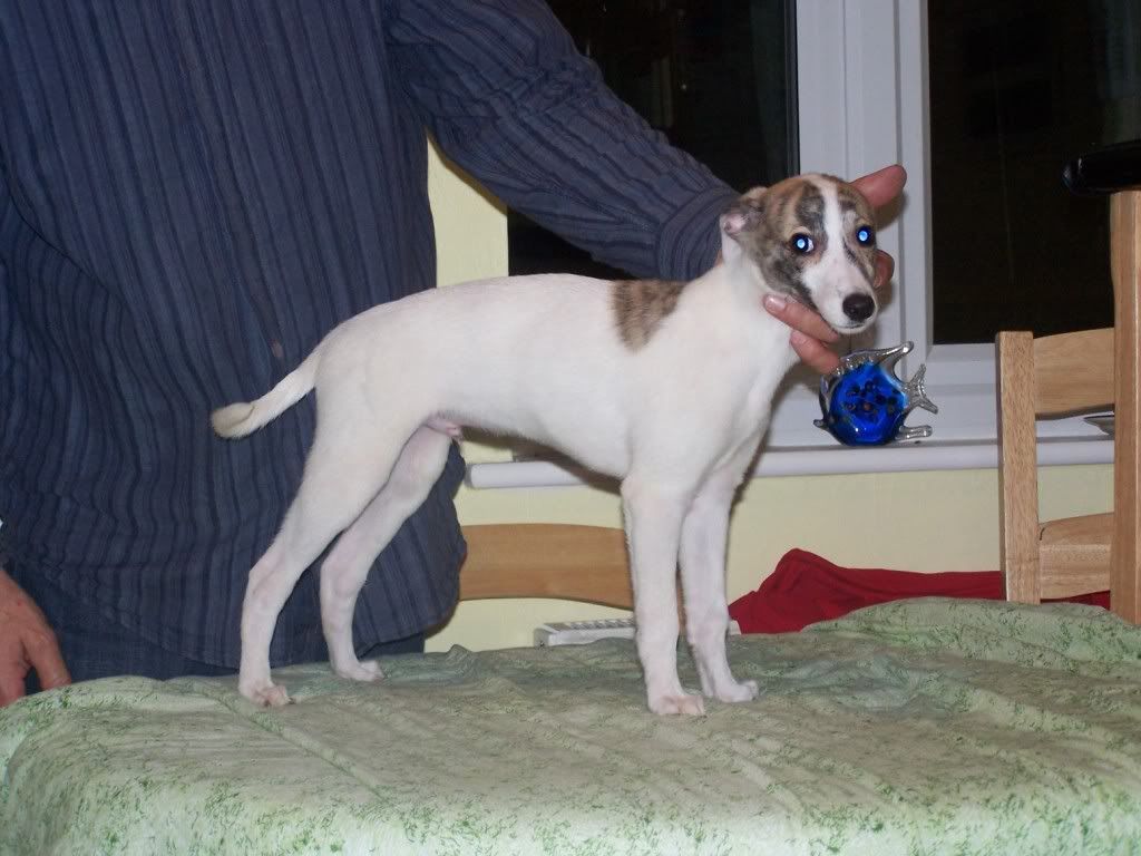 ballyspotpup12weeks011.jpg