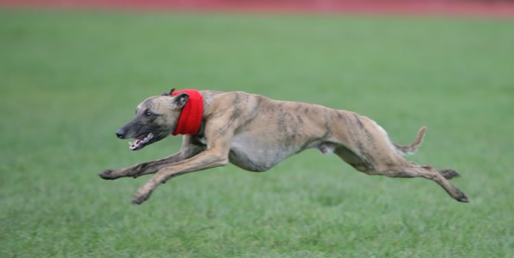 dogs034.jpg
