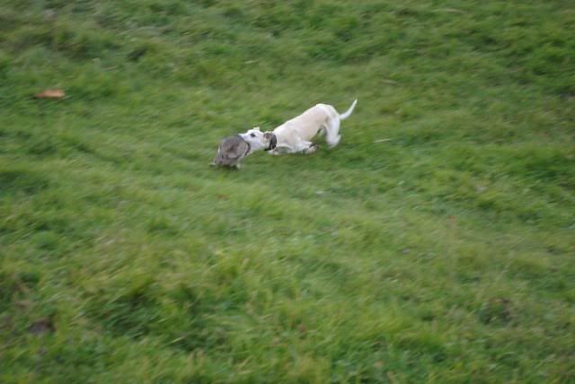 ferretting064.jpg